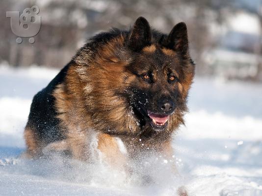 German Shepherd καθαροαιμα και υιγιεστατα κουταβια ΚΡΗΤΗ 6979314054...